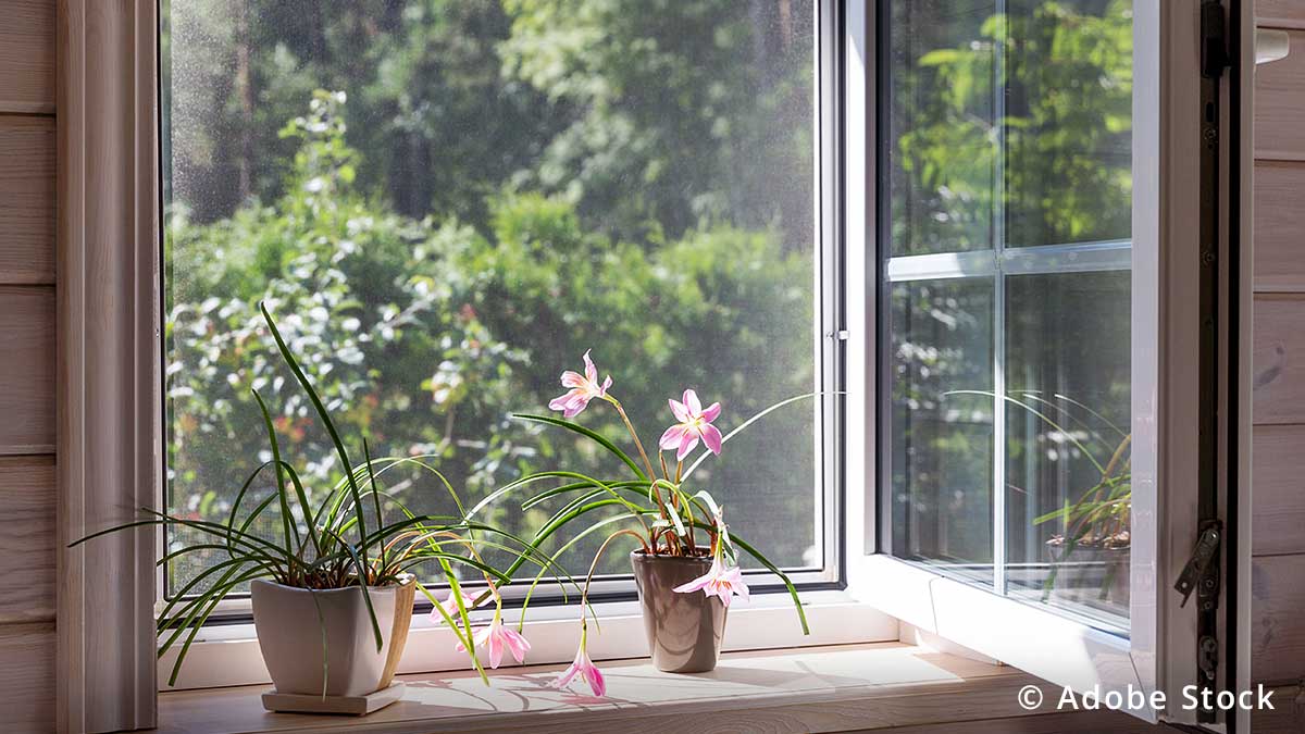 Insektenschutz vom Fachmann aus Bottrop Insektenschutz vor einem Fenster